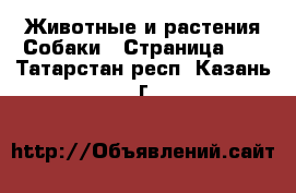 Животные и растения Собаки - Страница 10 . Татарстан респ.,Казань г.